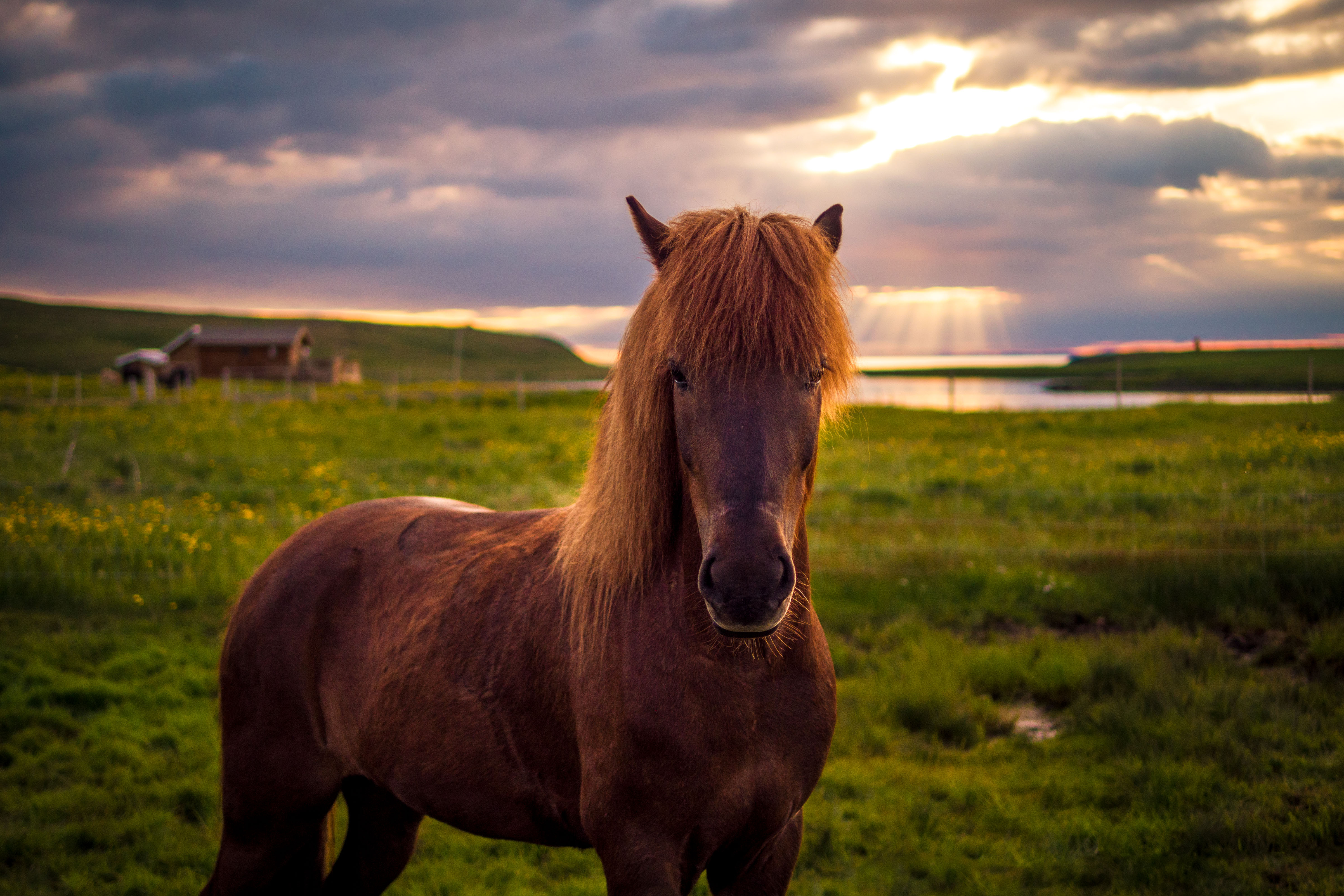 Horse