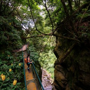 Azores Canopy